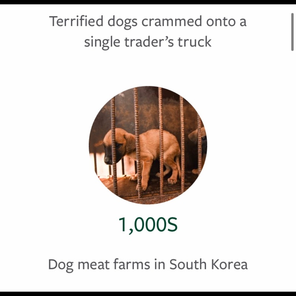 🤬STOP YULIN🤬 - Picture 4 of 8